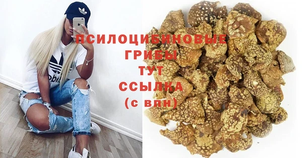 прущие грибы Армянск